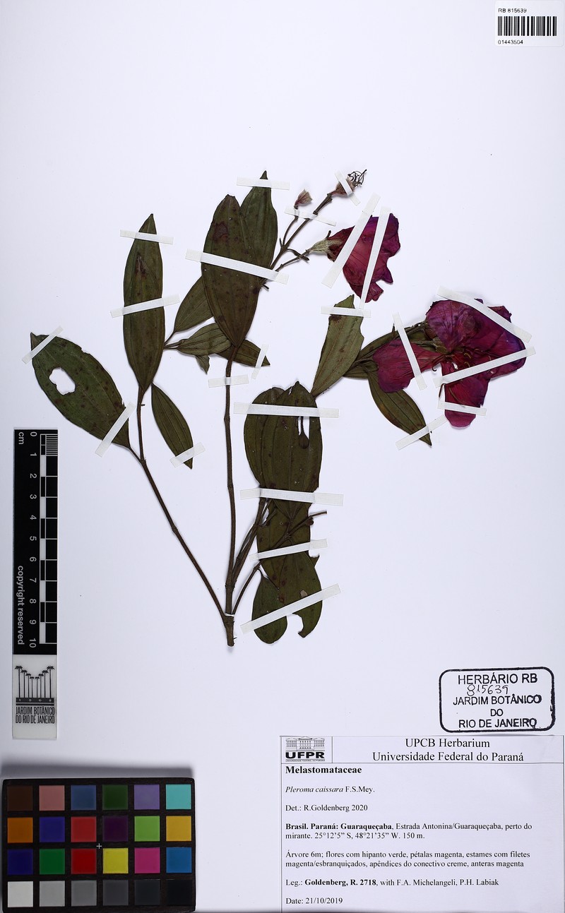 Pleroma caissara photo 4