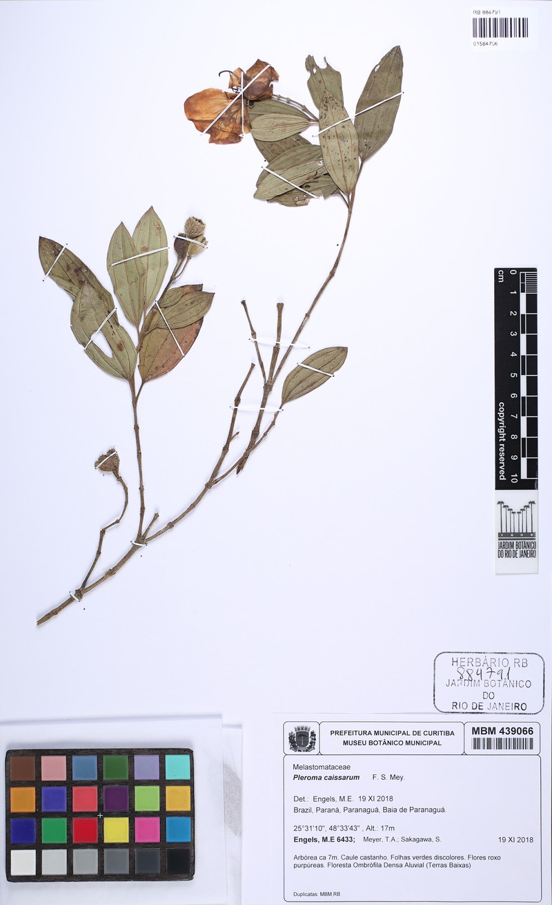 Pleroma caissara photo 5
