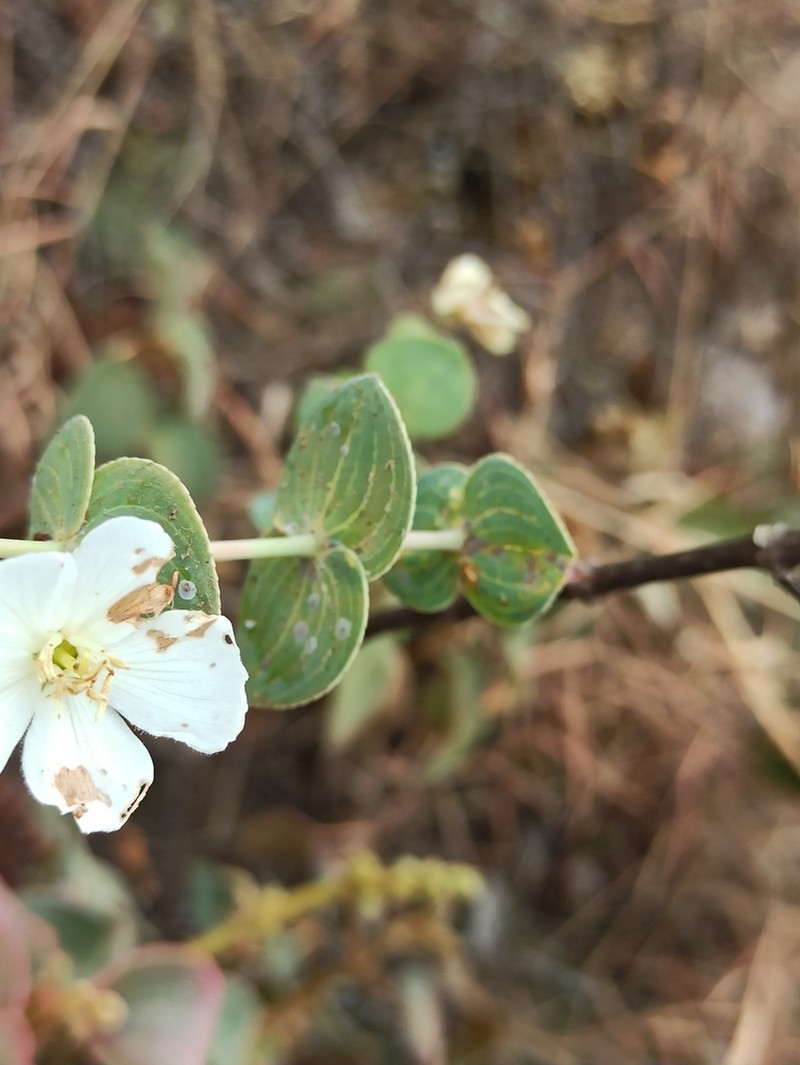 Pleroma canastrense photo 6