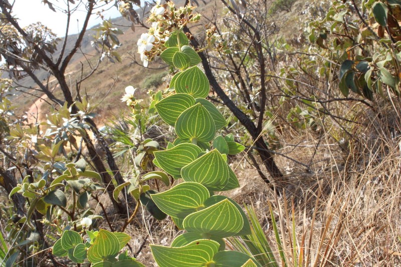Pleroma canastrense photo 7