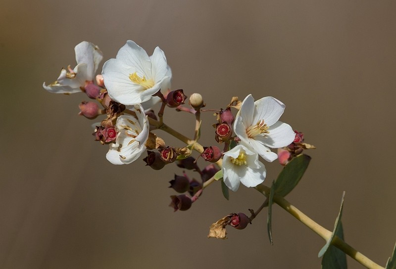 Pleroma canastrense photo 8