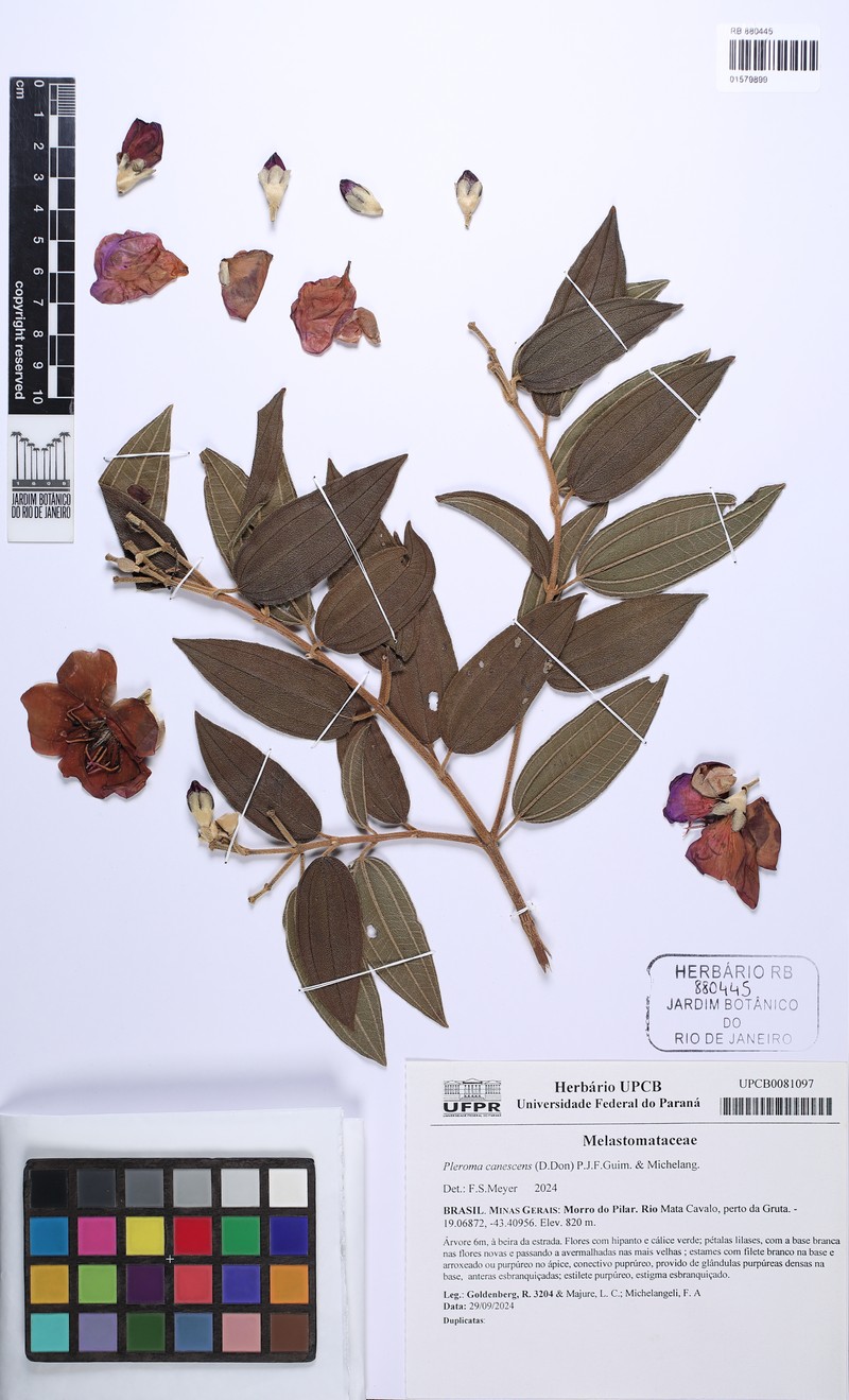 Pleroma canescens
