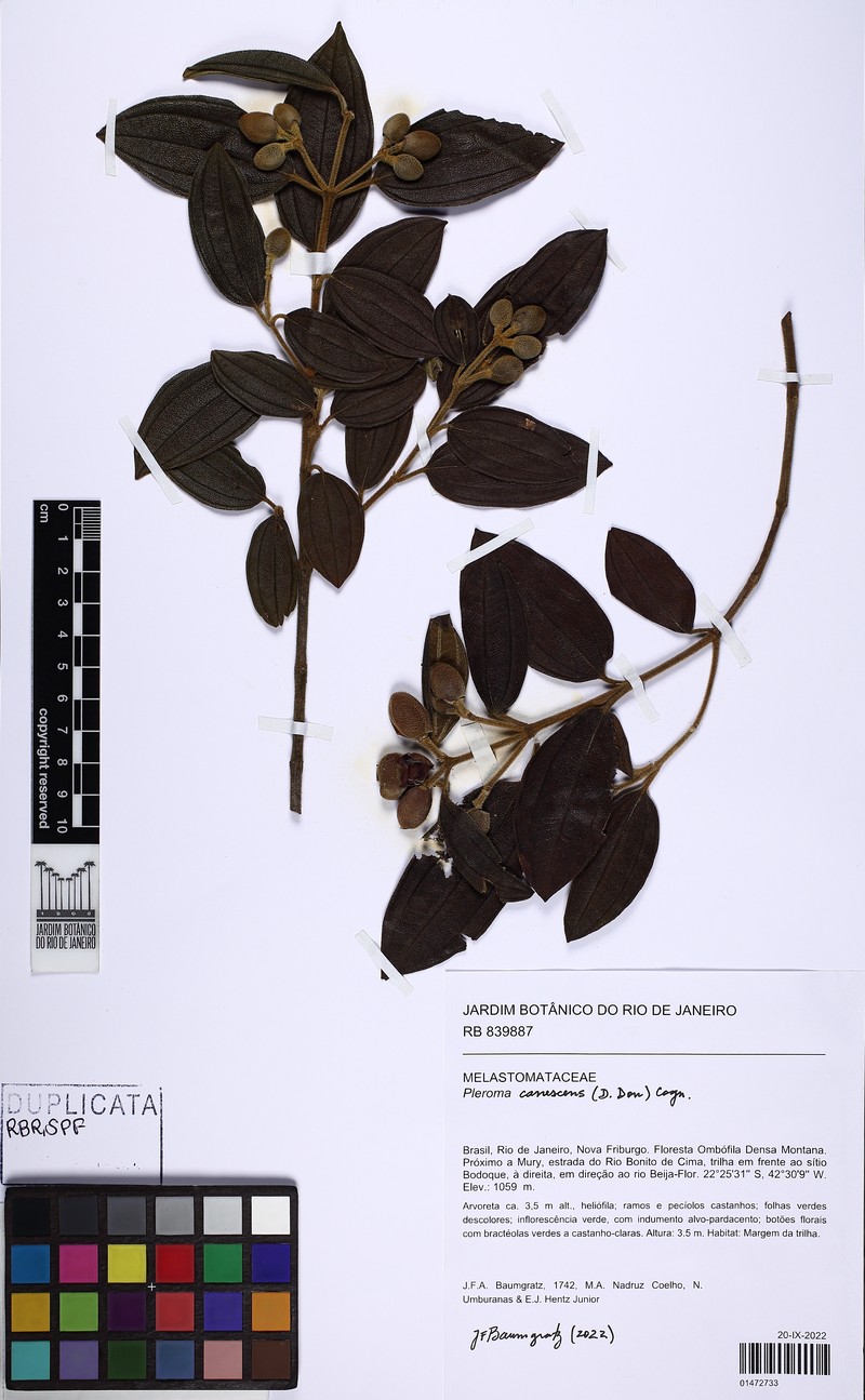 Pleroma canescens photo 2