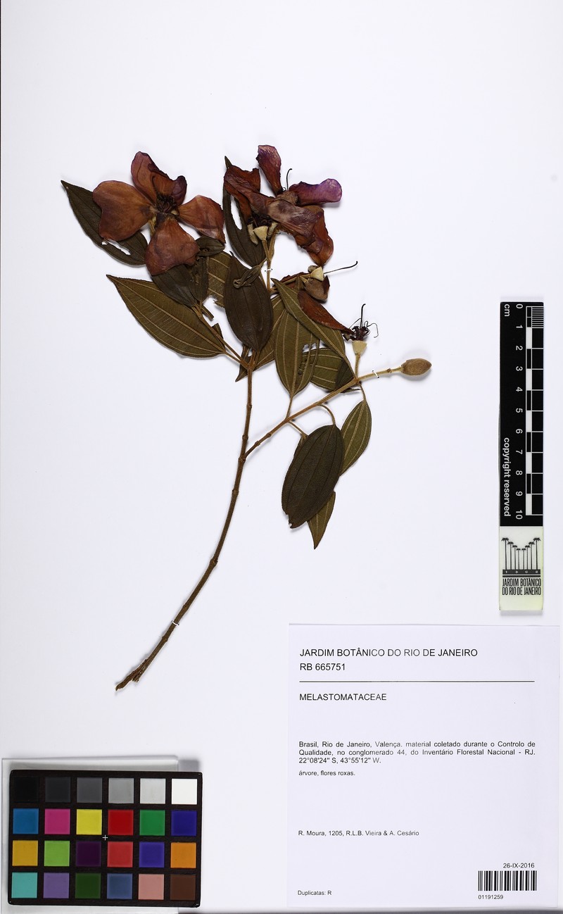 Pleroma canescens photo 3