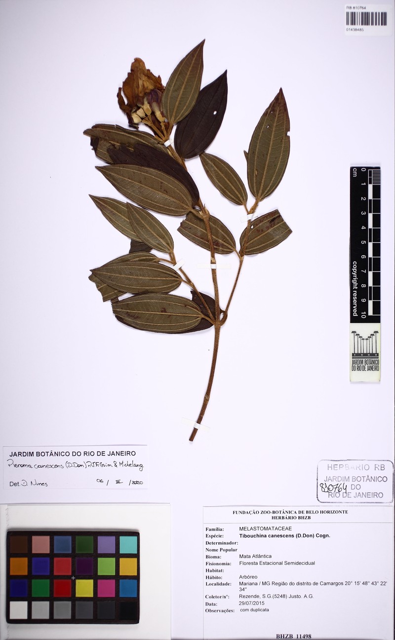 Pleroma canescens photo 4