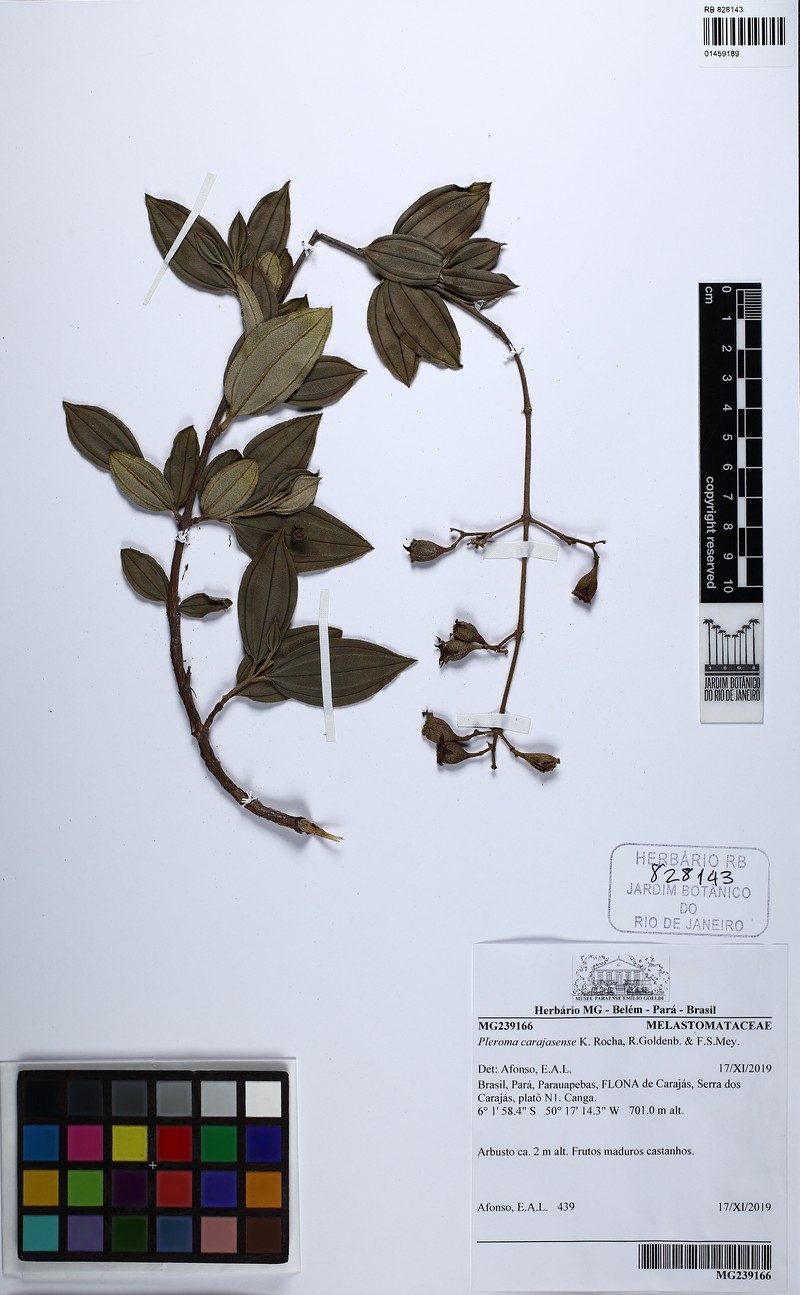 Pleroma carajasense