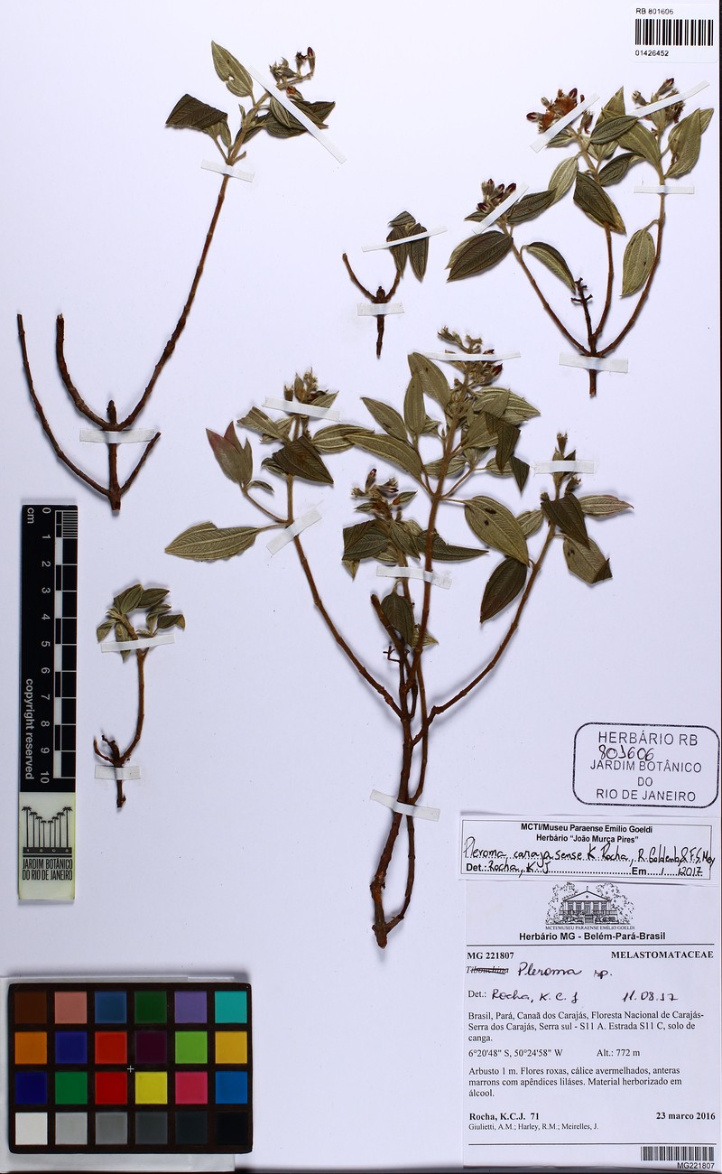 Pleroma carajasense photo 4
