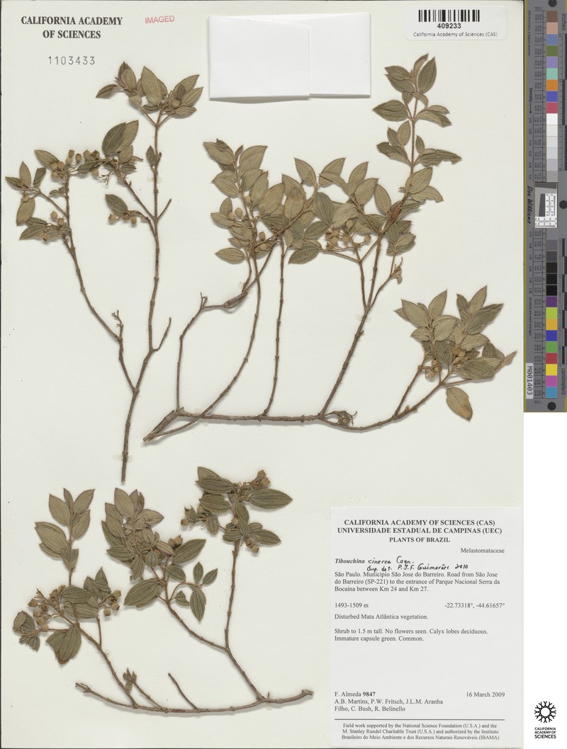 Pleroma cinereum