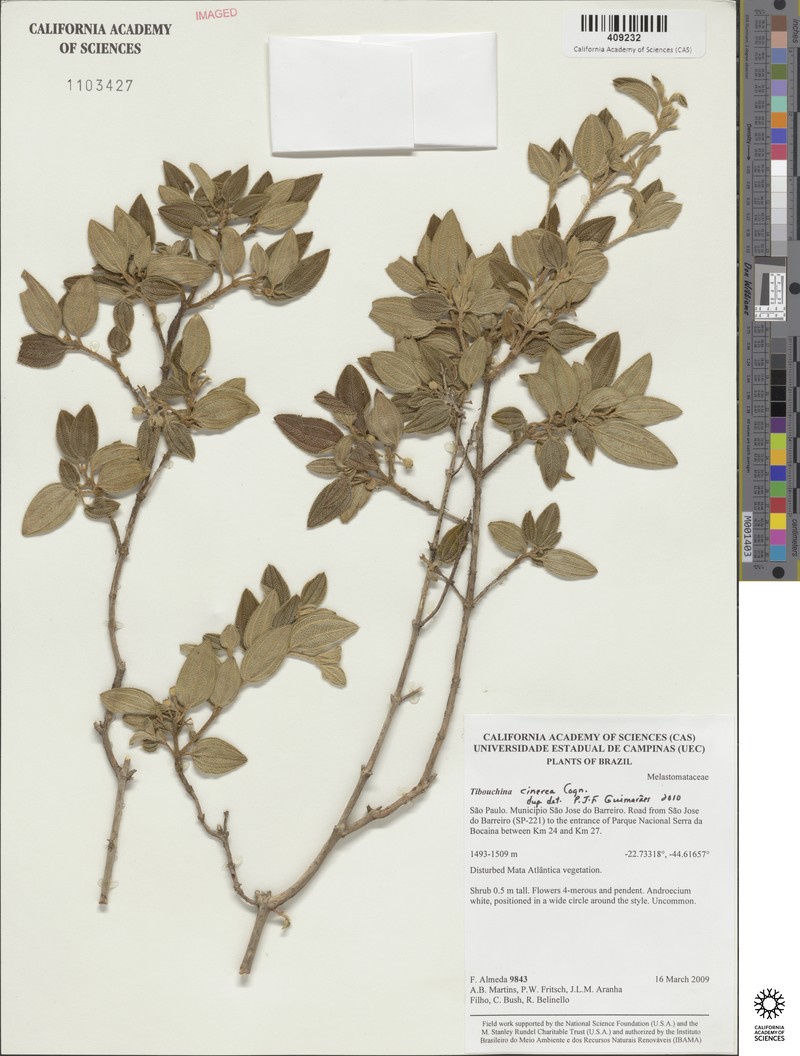 Pleroma cinereum photo 2