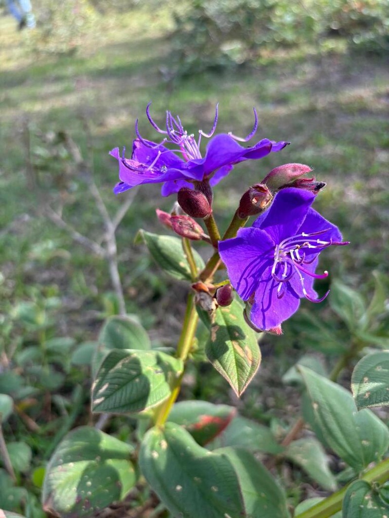 Pleroma clavatum