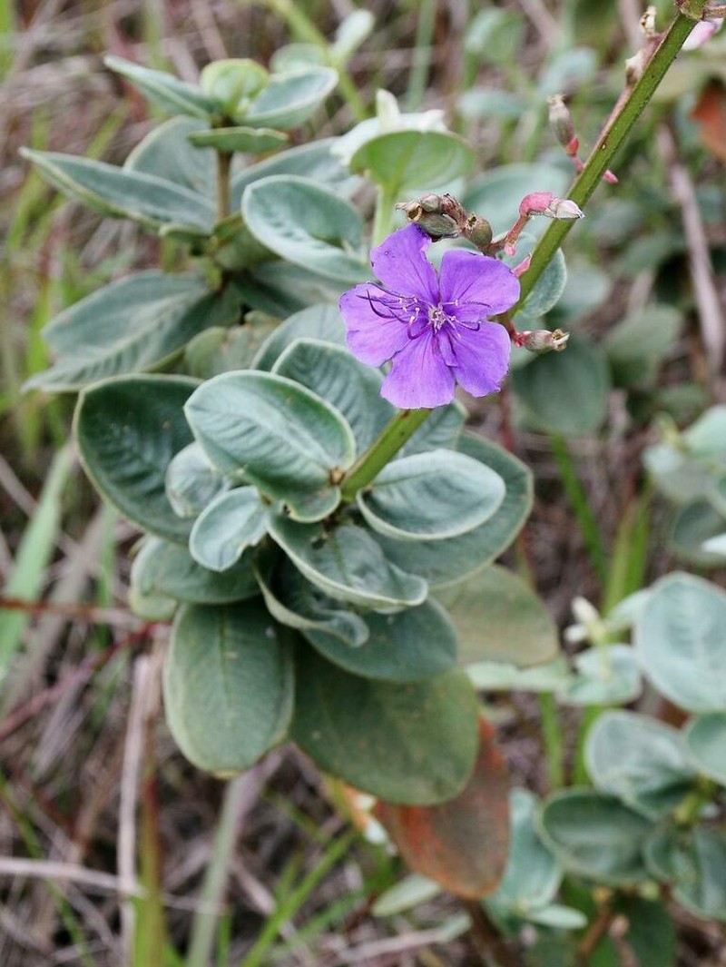Pleroma clavatum photo 2