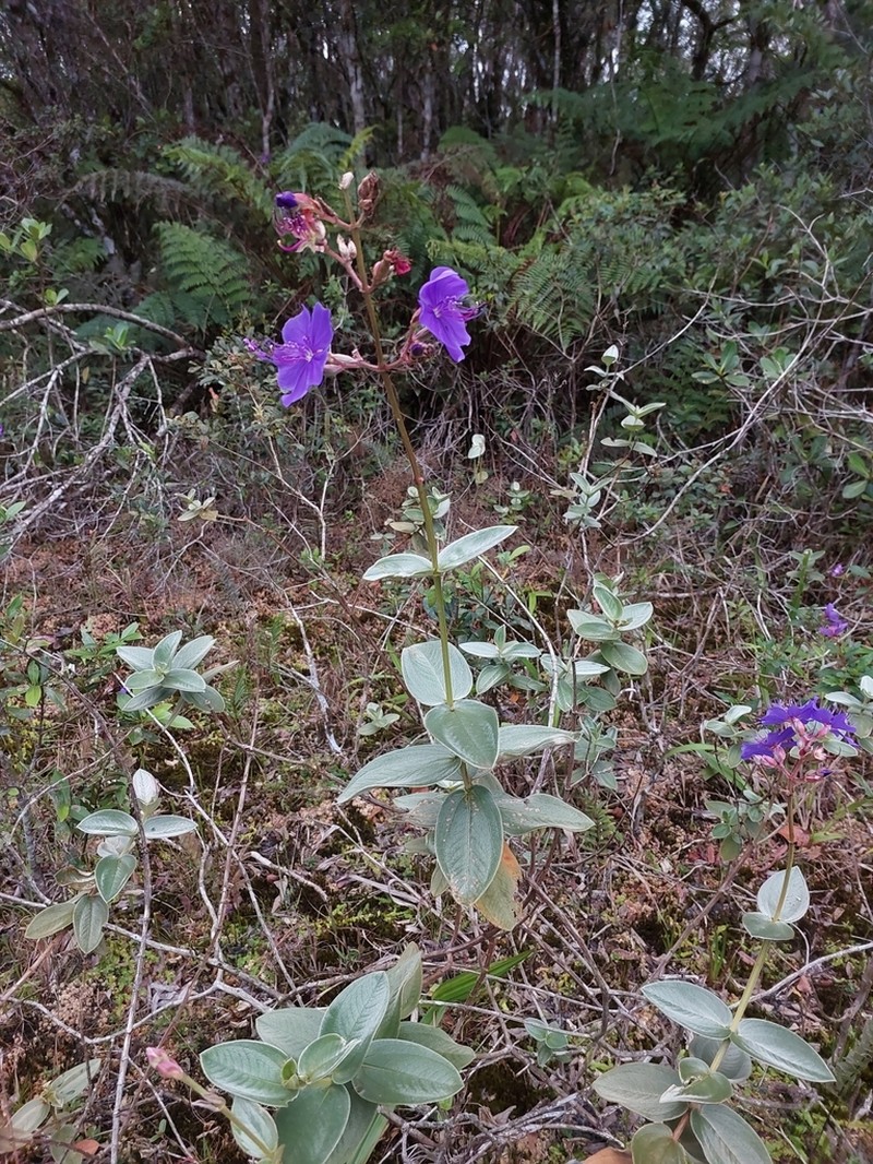 Pleroma clavatum photo 4