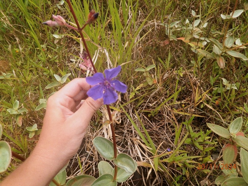 Pleroma clavatum photo 7