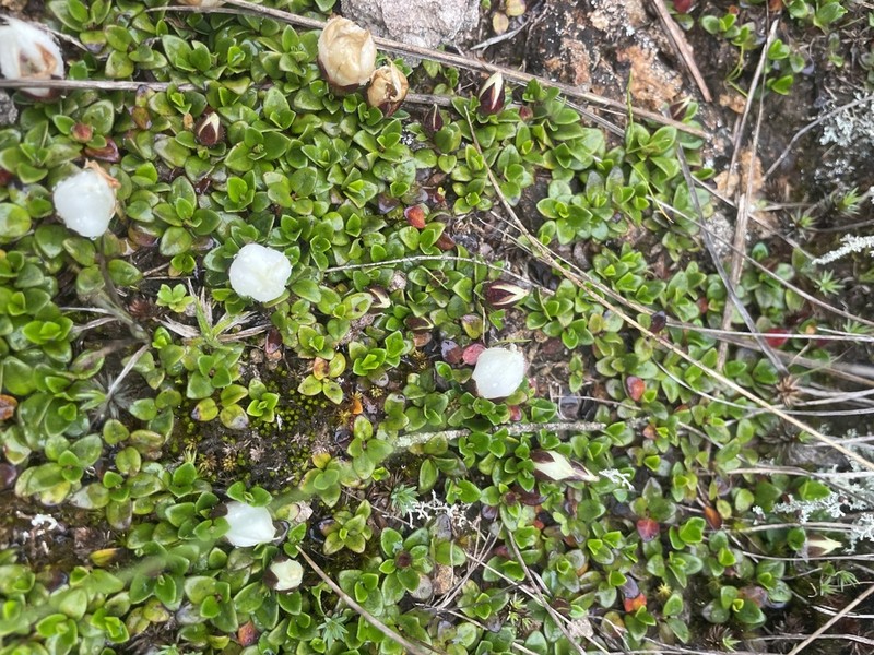 Pleroma cleistoflorum