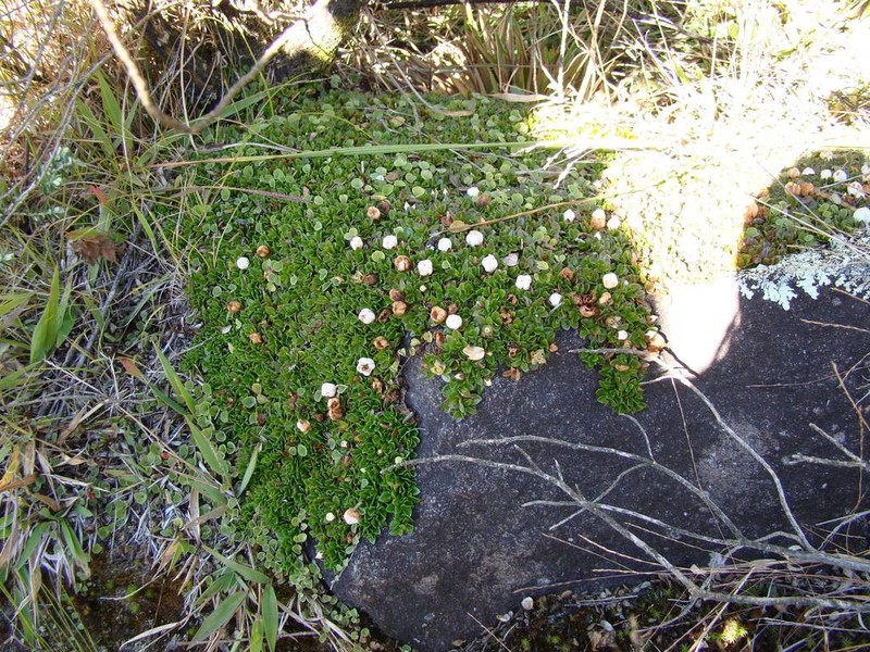 Pleroma cleistoflorum photo 3