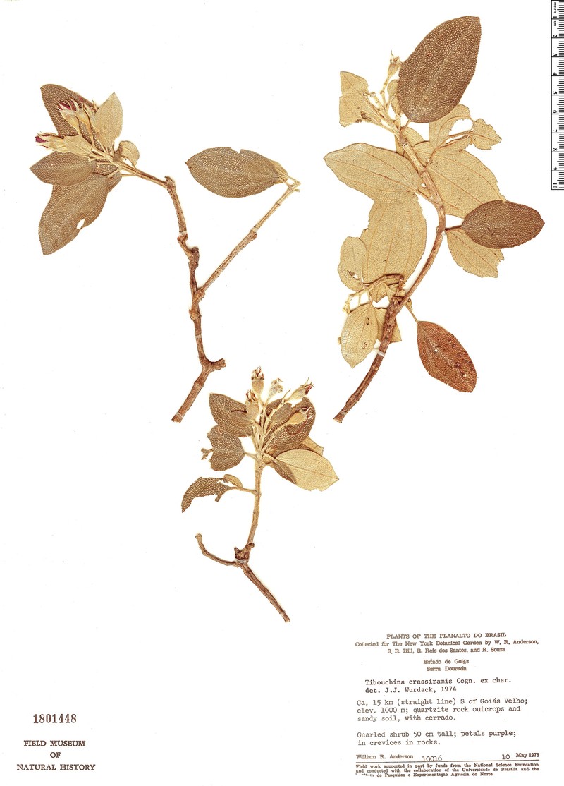Pleroma crassirame