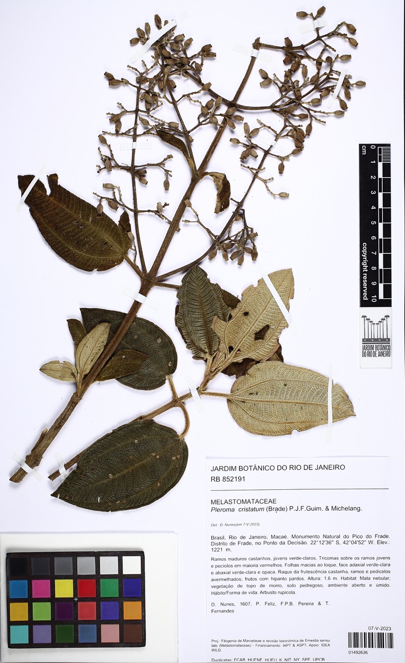 Pleroma cristatum