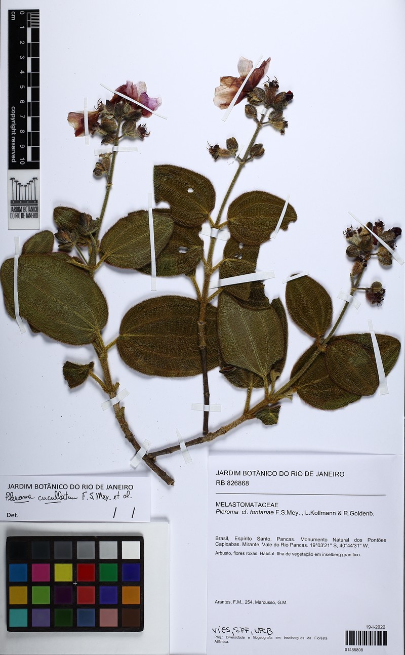 Pleroma cucullatum
