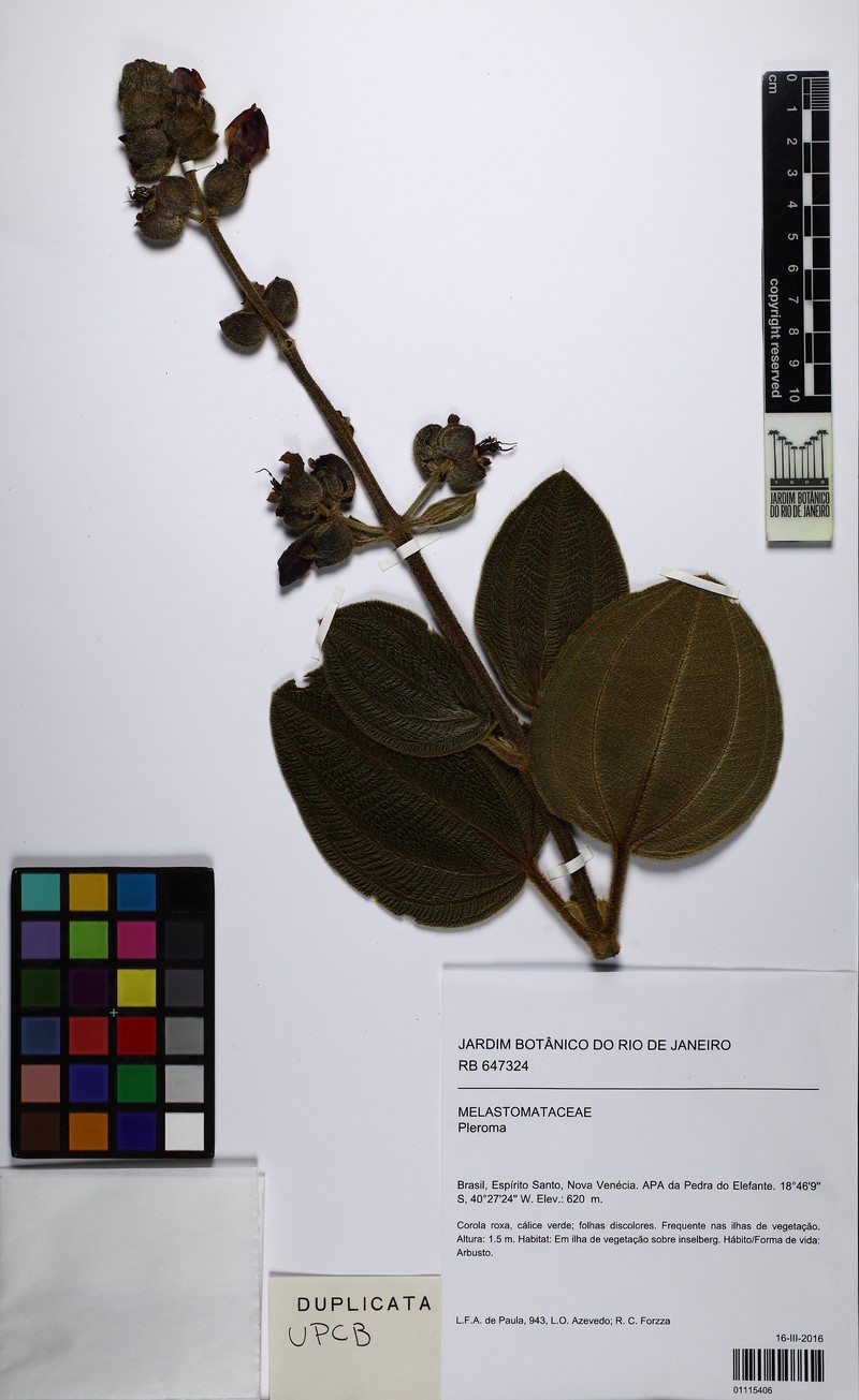 Pleroma cucullatum photo 2