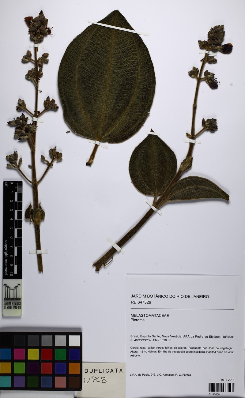 Pleroma cucullatum photo 3