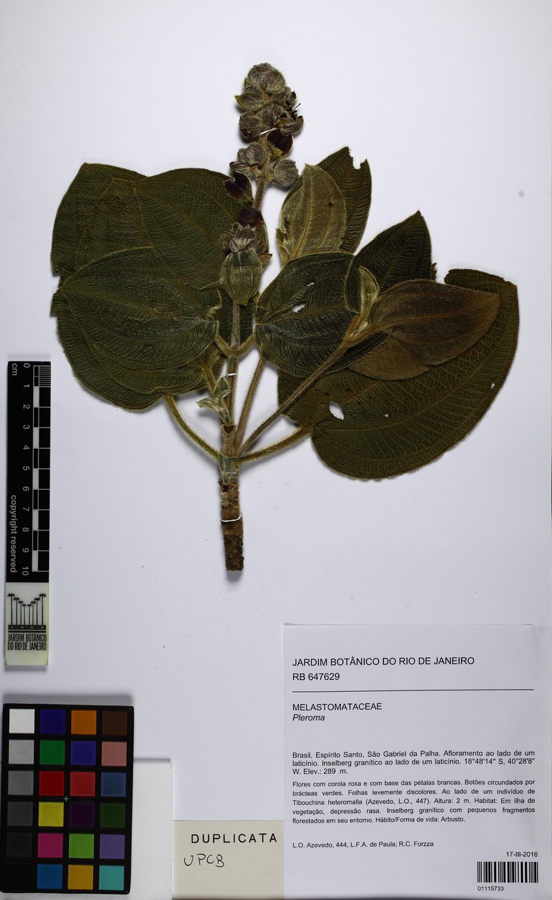 Pleroma cucullatum photo 4