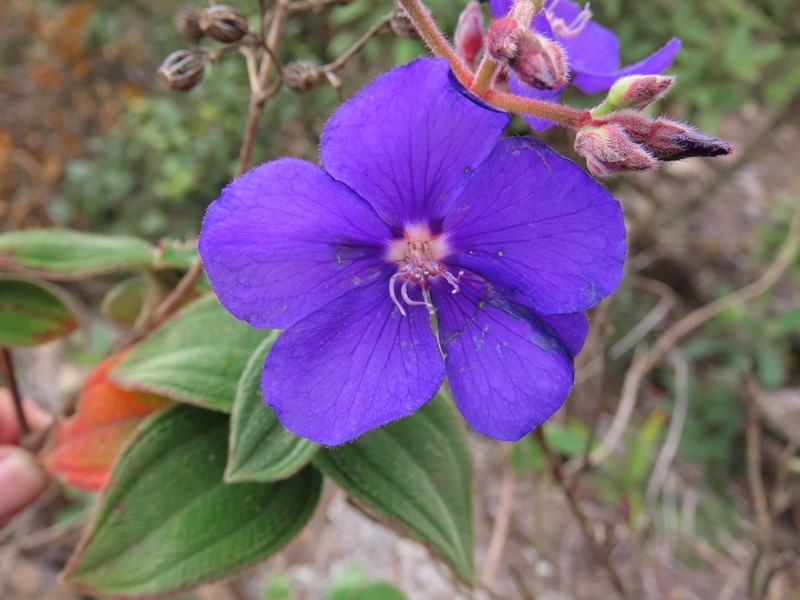 Pleroma decemcostatum