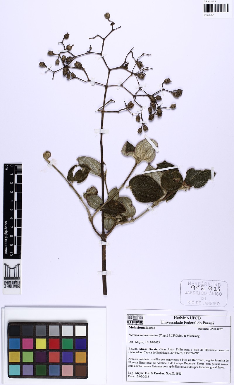 Pleroma decemcostatum photo 2