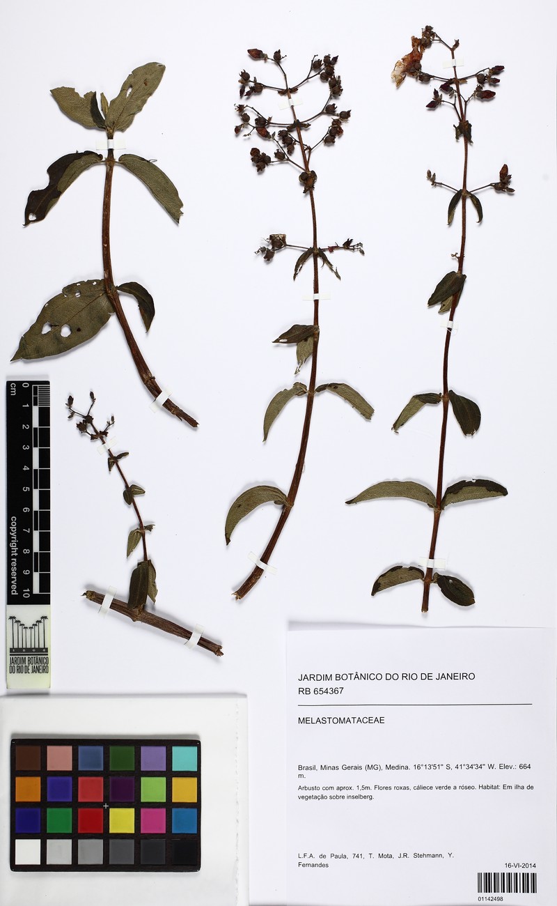 Pleroma divaricatum