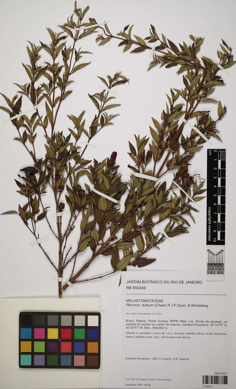 Pleroma dubium photo 2
