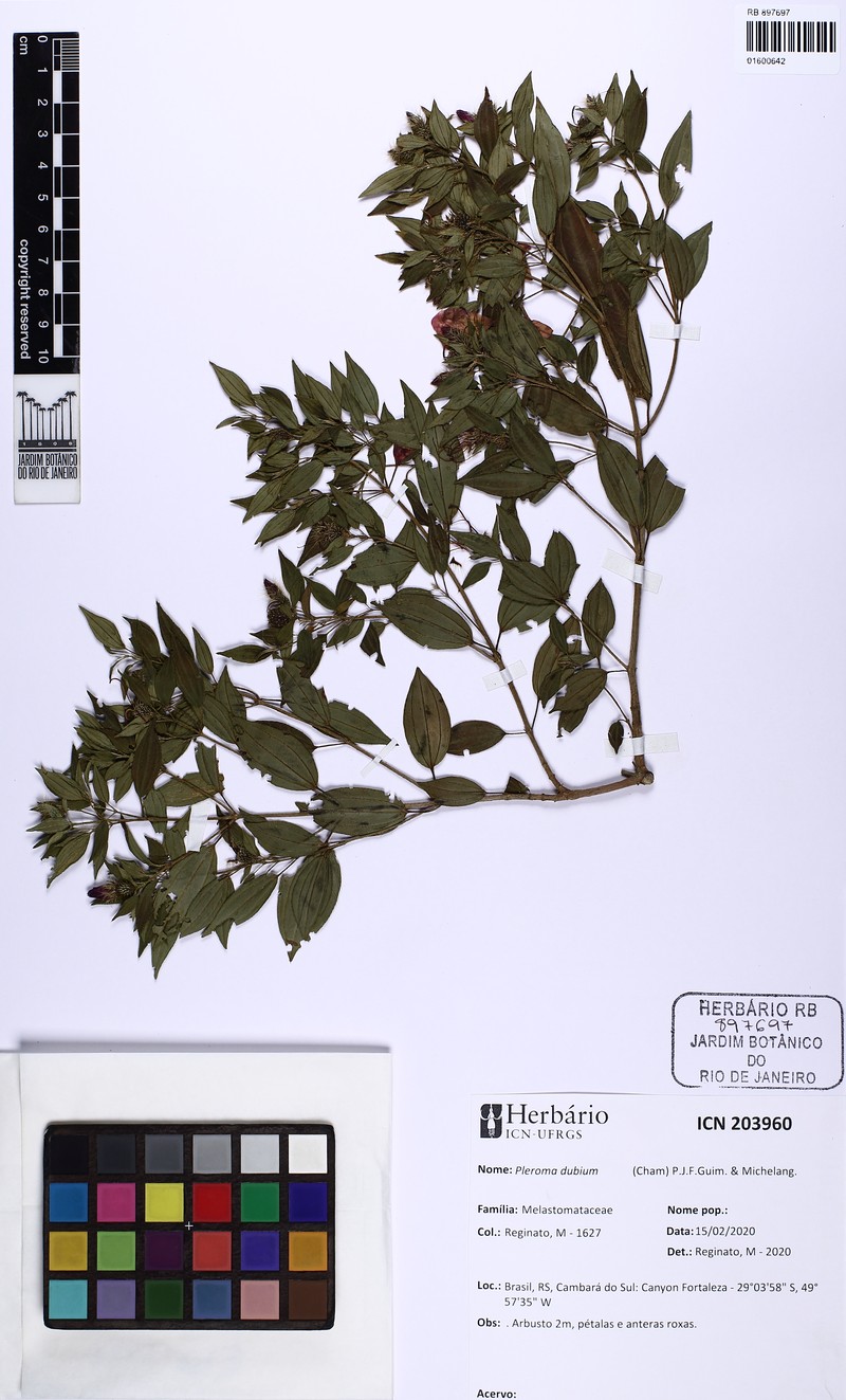 Pleroma dubium photo 3