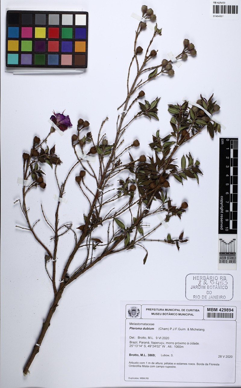 Pleroma dubium photo 4