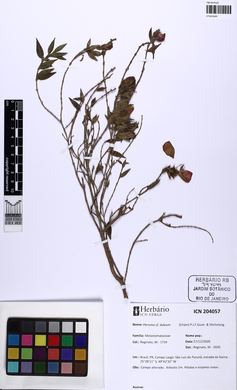 Pleroma dubium photo 5