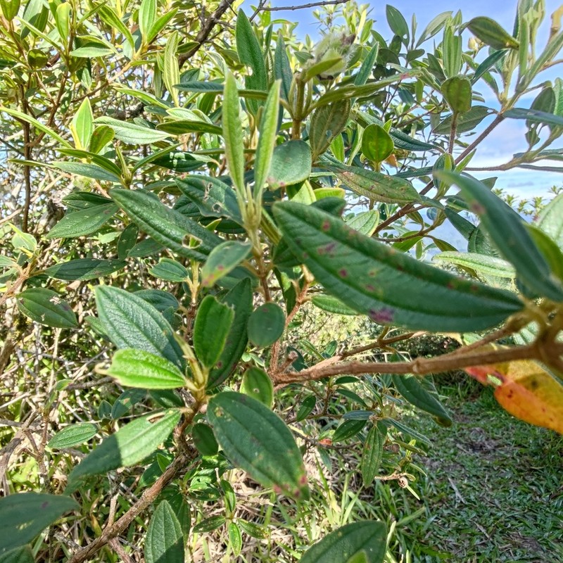 Pleroma dusenii