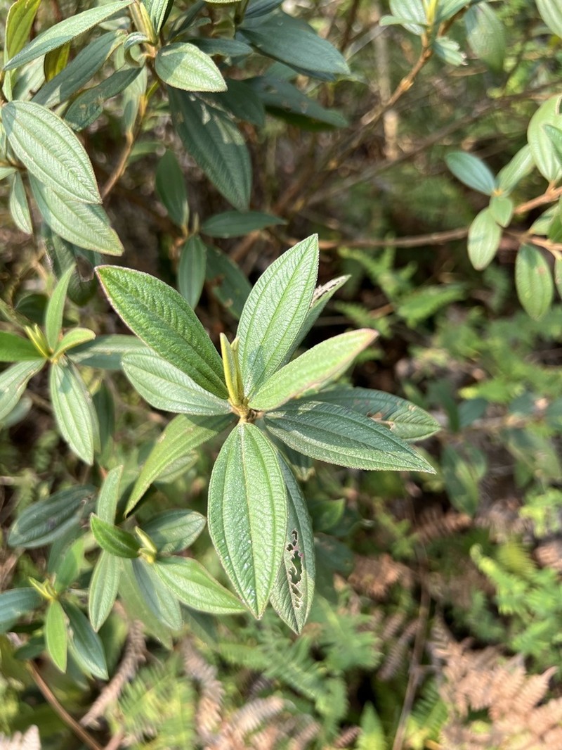 Pleroma dusenii photo 2