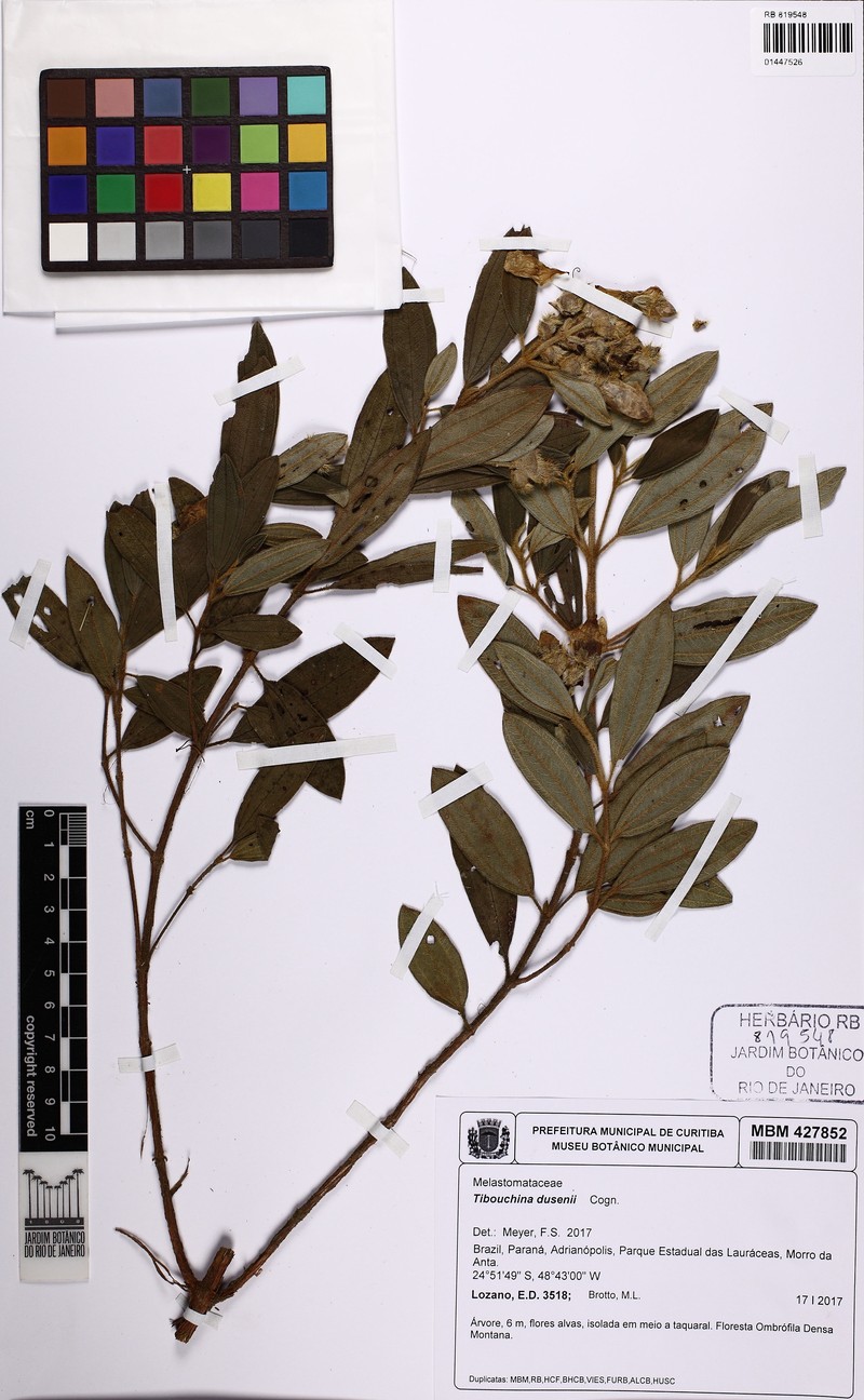 Pleroma dusenii photo 3