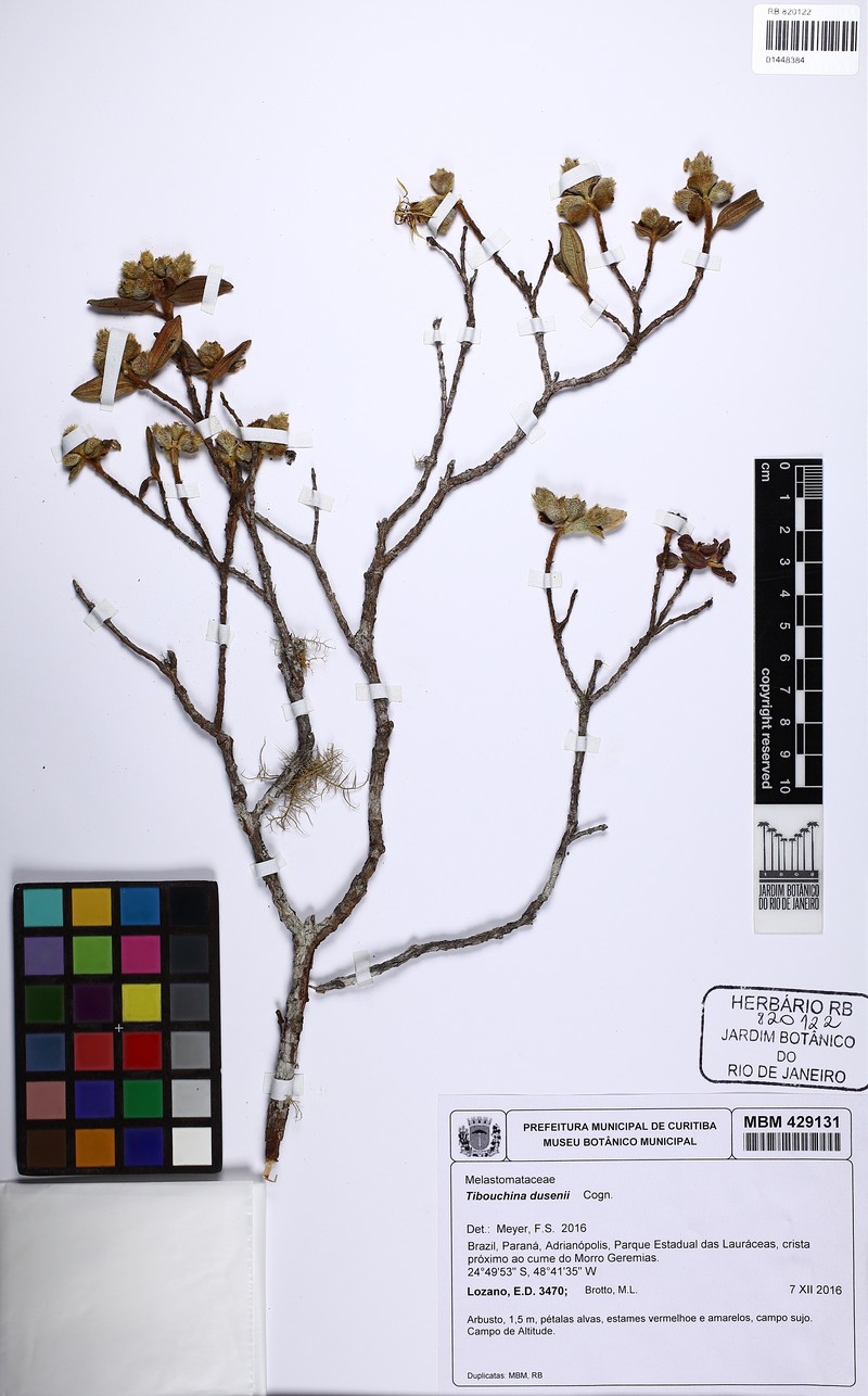 Pleroma dusenii photo 4
