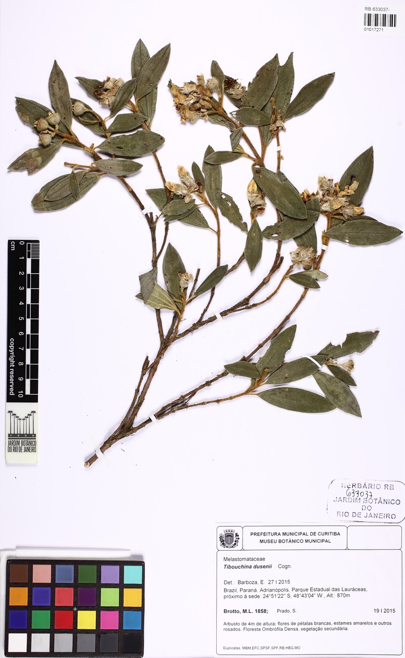 Pleroma dusenii photo 5