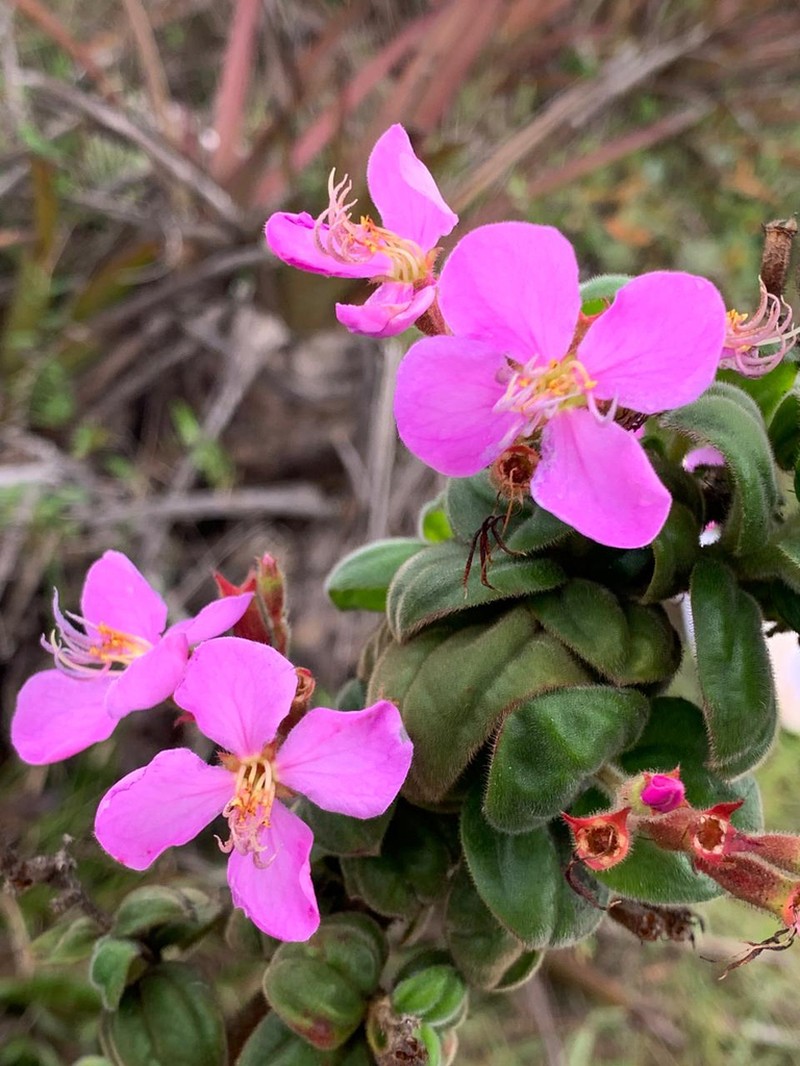 Pleroma edmundoi