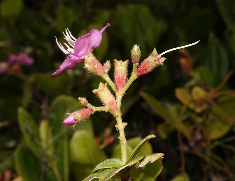 Pleroma edmundoi photo 3