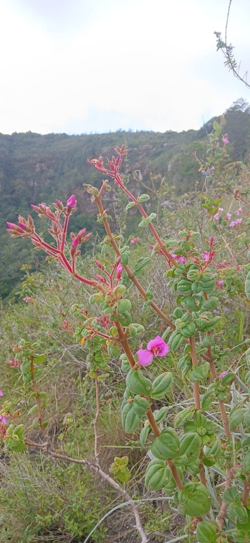 Pleroma edmundoi photo 5
