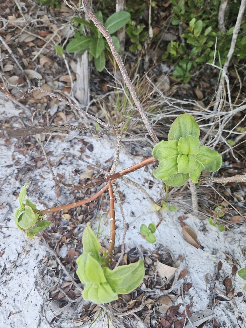 Pleroma edmundoi photo 6