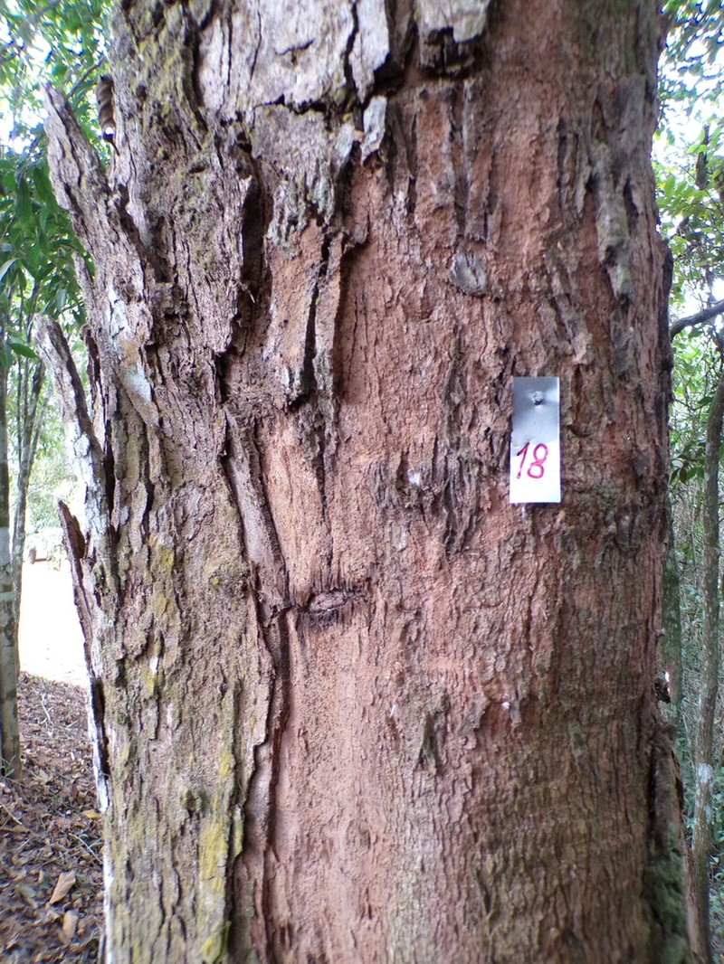 Pleroma estrellense photo 3