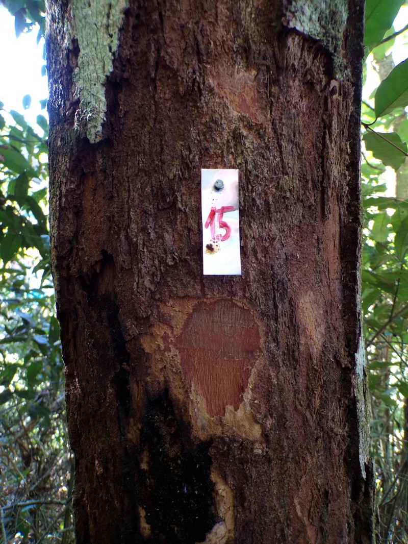 Pleroma estrellense photo 4