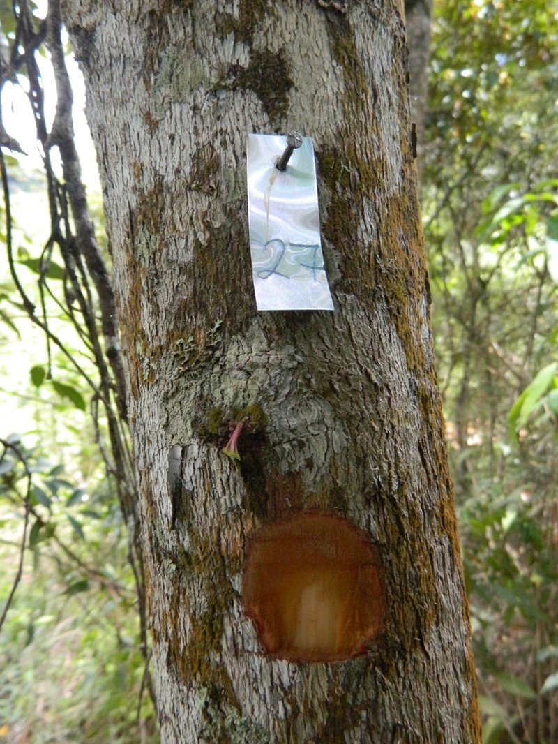 Pleroma estrellense photo 7