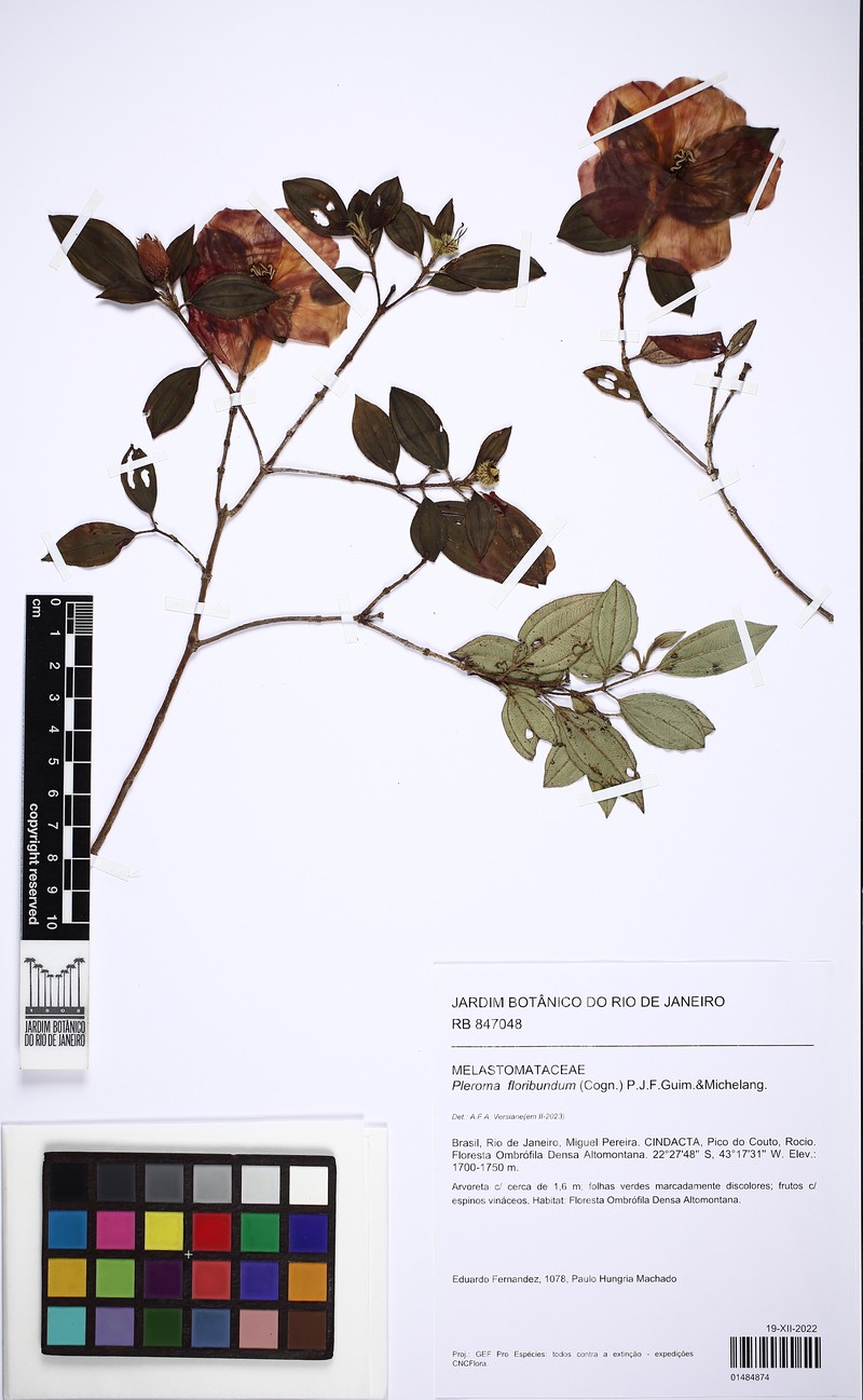 Pleroma floribundum