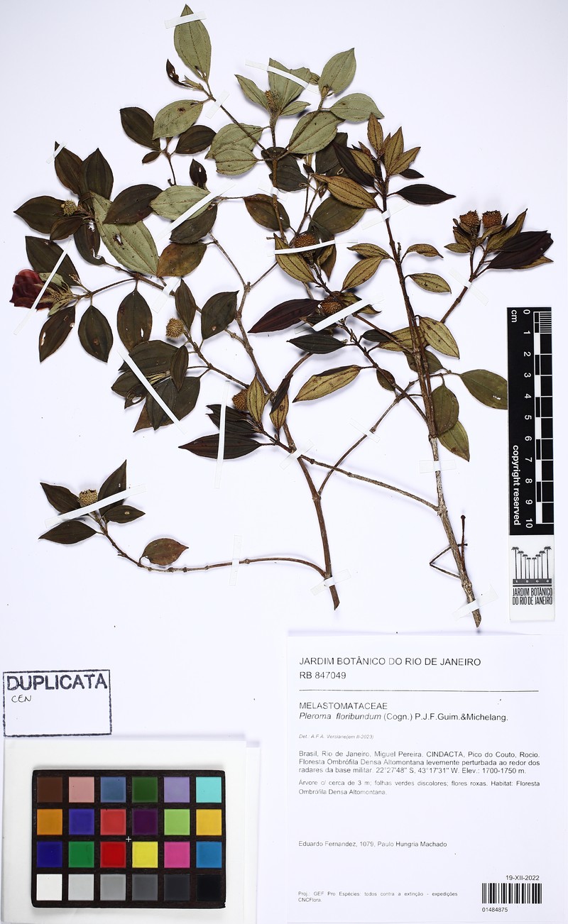 Pleroma floribundum photo 2
