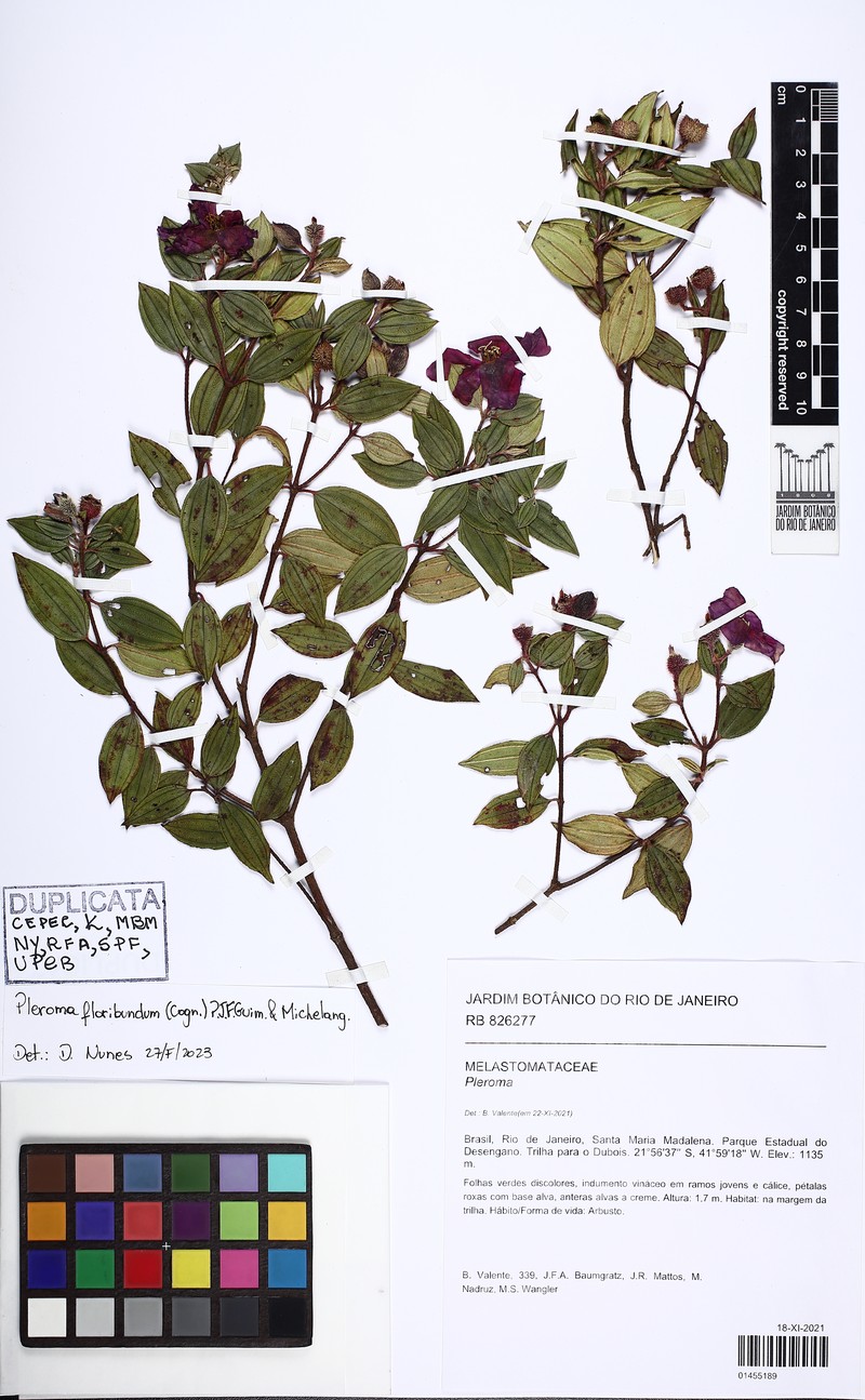 Pleroma floribundum photo 3