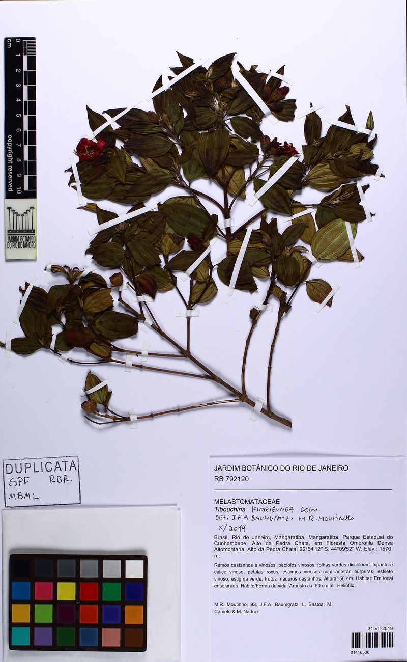 Pleroma floribundum photo 4
