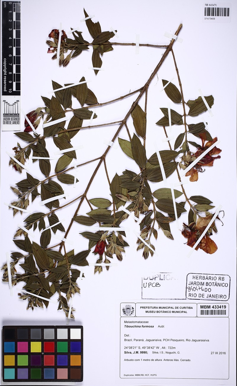 Pleroma formosum