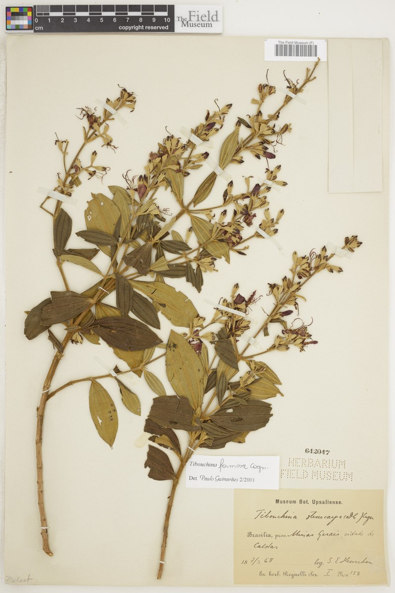 Pleroma formosum photo 2